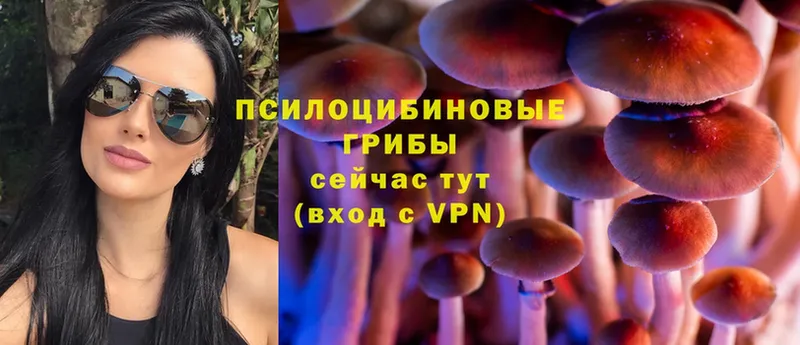 Псилоцибиновые грибы Cubensis  omg ССЫЛКА  Астрахань  продажа наркотиков 